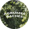 Agrumes Bachès